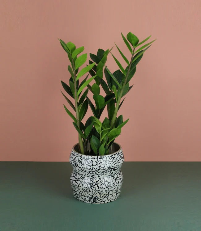 White Patterned Planter